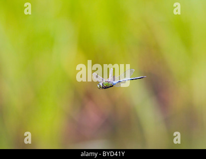L'imperatore Dragonfly ( Anax imperator ) maschio in volo Foto Stock
