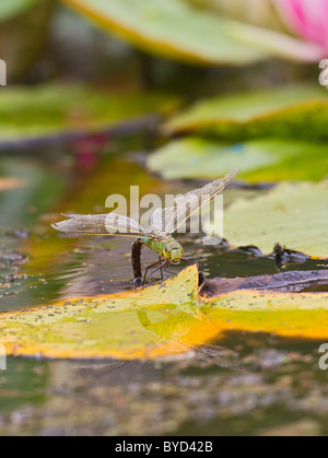 L'imperatore Dragonfly ( Anax imperator ) femmina di deposizione delle uova Foto Stock