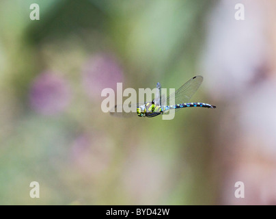 Southern Hawker ( Aeshna cyanea ) femmina in volo Foto Stock