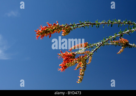 Ocotillo fiori (Fouquieria splendens), Arizona, Stati Uniti d'America Foto Stock