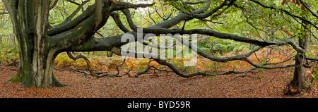 Il faggio (Fagus sylvatica), albero panorama, Riserva naturale bosco antico di Sababurg, Reinhard foresta, Hofgeismar, Nord Hesse Foto Stock