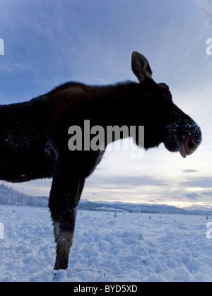 Bull, alci maschio (Alces alces), sceso palchi, Yukon Territory, Canada Foto Stock