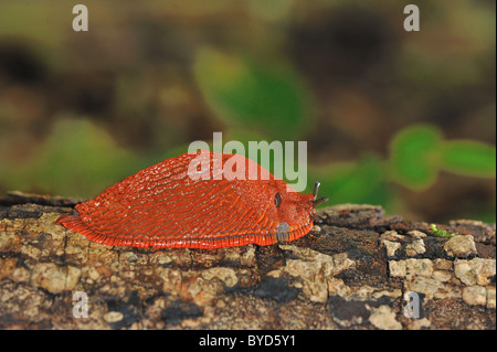 Rosso europeo slug (Arion rufus) sul ramo morto - Louvain-La-Neuve - Belgio Foto Stock