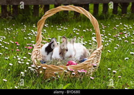 Conigli giovani (oryctolagus cuniculus forma domestica) in un cesto di Pasqua su un prato fiorito Foto Stock