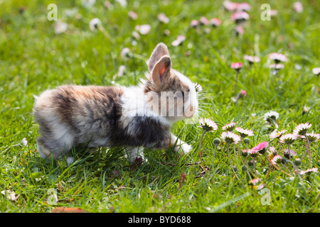 Coniglio giovane (oryctolagus cuniculus forma domestica) su un prato fiorito Foto Stock