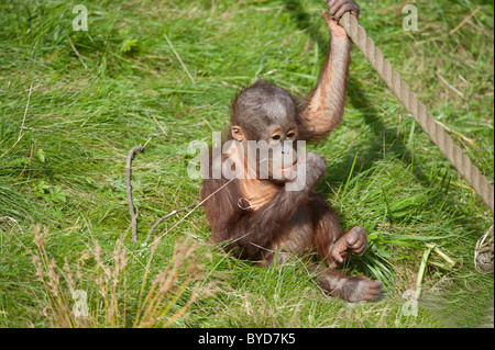 Orang Utan (molle pygmaeus), baby, giovani Foto Stock