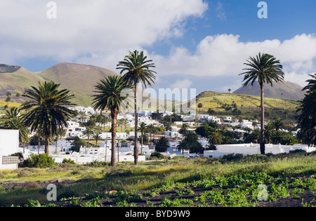 Palm oasis di Haria, Lanzarote, Isole Canarie, Spagna, Europa Foto Stock