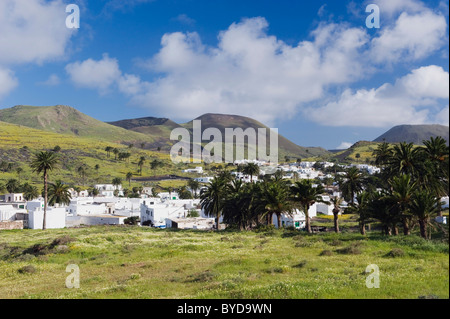 Palm oasis di Haria, Lanzarote, Isole Canarie, Spagna, Europa Foto Stock