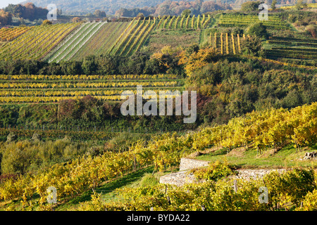 Vigneti, Weissenkirchen nella valle di Wachau, regione Waldviertel, Austria Inferiore, Austria, Europa Foto Stock