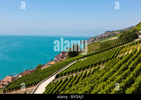 View across the vineyards near Vevey towards St Saforin, Lake Geneva at back, Vevey, Canton Vaud, Lake Geneva, Switzerland Foto Stock