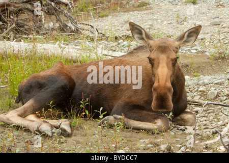 Vacca, femmina, Alce Elk (Alces alces), morire sulla riva del fiume del vento, Yukon Territory, Canada Foto Stock