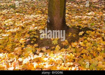 Foglie di Acero (Acer platanoides), fogliame autunnale sotto un albero Foto Stock