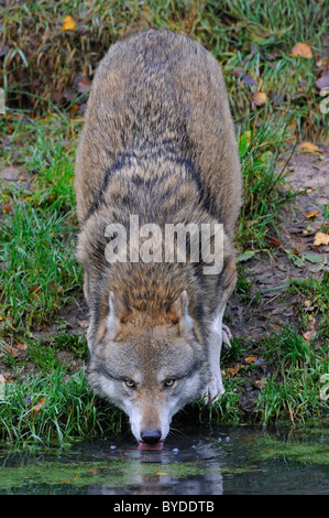 Lupo (Canis lupus), acqua potabile da un laghetto Foto Stock