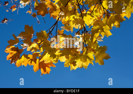 Foglie di Acero (Acer platanoides), fogliame autunnale Foto Stock