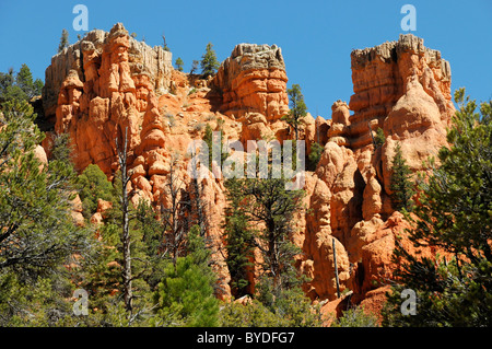 Rocce Rosse nella Red Canyon, Hillsdale, Panguitch, Utah, Stati Uniti d'America, America del Nord Foto Stock