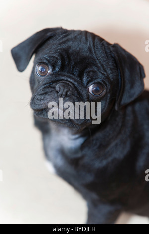 Black pug cucciolo maschio, 3 mesi di età Foto Stock