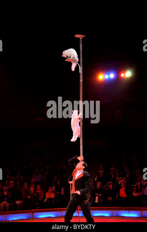 Acrobat e la sua esecuzione di gatti, Vlad Olandar con bianco gatti Angora, circo Krone, Monaco di Baviera, Germania, Europa Foto Stock