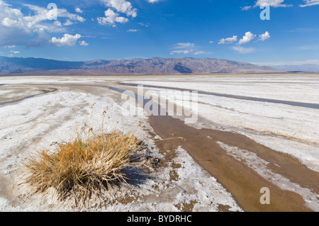 Salt Creek, Cottonball bacino, Cottonball marsh, nei pressi di Furnace Creek, il Parco Nazionale della Valle della Morte, CALIFORNIA, STATI UNITI D'AMERICA Foto Stock