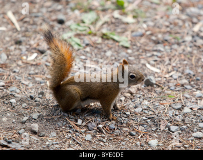 American scoiattolo rosso (Tamiasciurus hudsonicus), Yukon Territory, Canada Foto Stock