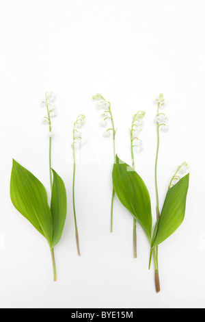 Il giglio della valle (convallaria majalis) Foto Stock