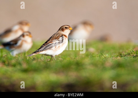 Snow Bunting Plectrophenax nivalis, Salthouse Marsh, Norfolk, Regno Unito, inverno Foto Stock