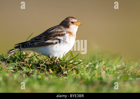 Snow Bunting Plectrophenax nivalis, Salthouse Marsh, Norfolk, Regno Unito, inverno Foto Stock