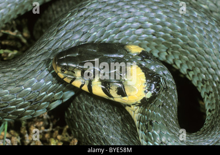 Biscia dal collare (Natrix natrix) Foto Stock