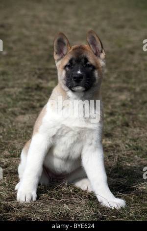Akita Americano cucciolo Foto Stock