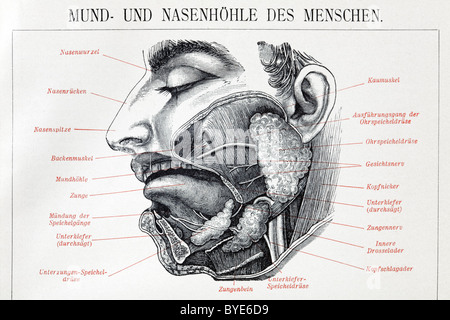 Orali e nasali di esseri umani, anatomica grafici, illustrazione storico, acciaio incisione, piastra da la Brockhaus Foto Stock