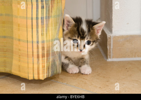 Kitten guardando fuori da dietro una cortina Foto Stock