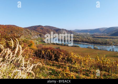 Vigneti in autunno, vista attraverso Frauengaerten verso Duernstein, fiume Danubio, valle di Wachau, regione Waldviertel Foto Stock