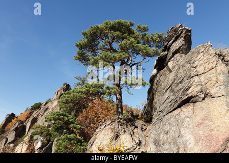 Albero di pino che cresce su una roccia, Vogelberg montagna vicino a Duernstein, valle di Wachau, regione Waldviertel, Austria Inferiore, Austria Foto Stock