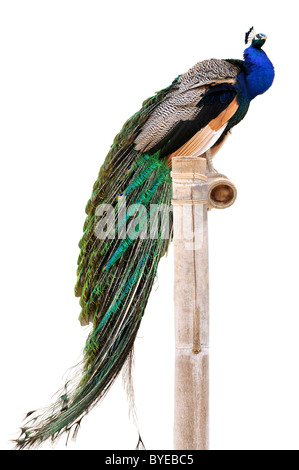 Maschio Peafowl indiano (Pavo cristatus) visto di profilo su pesce persico isolati su sfondo bianco Foto Stock