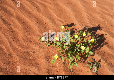 Devils Thorn (Tribulus zeyheri). Fioritura in corrispondenza di una duna di sabbia nel deserto del Namib durante la stagione delle piogge (Marzo). La Namibia. Foto Stock