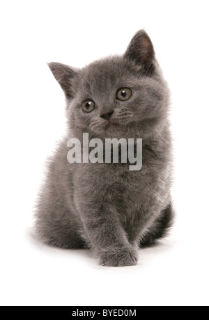 British Shorthair Kitten seduta Studio Foto Stock