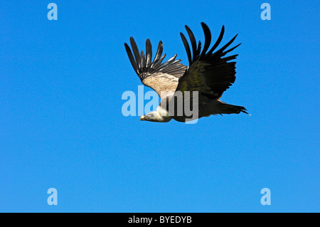 Grifone (Gyps fulvus), flying Foto Stock