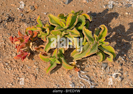 Mesembryanthemum guerichianum crescente nel suo habitat, transfrontaliera di Richtersveld Park, Sud Africa Foto Stock