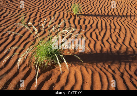 Amore spinoso di erba o di erba di struzzo (Cladoraphis spinosa) nel mese di marzo durante la stagione delle piogge tra le dune di sabbia del deserto del Namib. Foto Stock