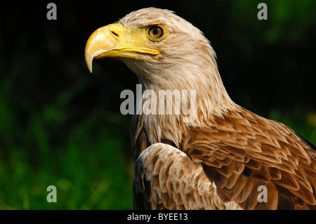 White-tailed eagle, Sea Eagle (Haliaeetus albicilla) Foto Stock