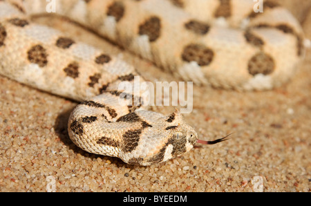 Cornuto Puff sommatore (Bitis caudalis) sulla sabbia. Il suo veleno è mite e non fatale negli esseri umani Foto Stock