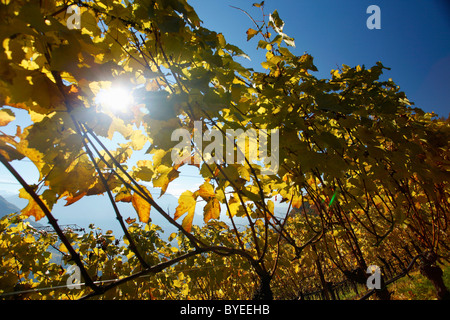 Vine stock con foglie colorate, una vigna in autunno, San Genesio, San Genesio, provincia di Bolzano, Alto Adige, Italia Foto Stock