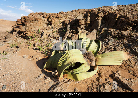 Welwitschia (Welwitschia mirabilis). Impianto di antiche origini e Namib endemiche. Vicino al fiume Kuiseb, Namibia Foto Stock