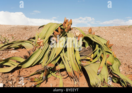 Welwitschia (Welwitschia mirabilis). Impianto di antiche origini e Namib endemiche. Vicino al fiume Kuiseb, Namibia Foto Stock