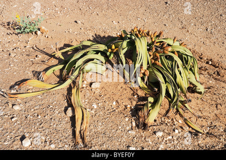 Welwitschia (Welwitschia mirabilis). Impianto di antiche origini e Namib endemiche. Vicino al fiume Kuiseb, Namibia Foto Stock