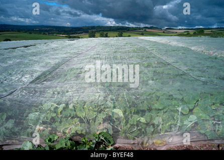 I raccolti cresciuti sotto 'plastici' fogli in un campo di contadini vicino a Tiverton Devon Foto Stock