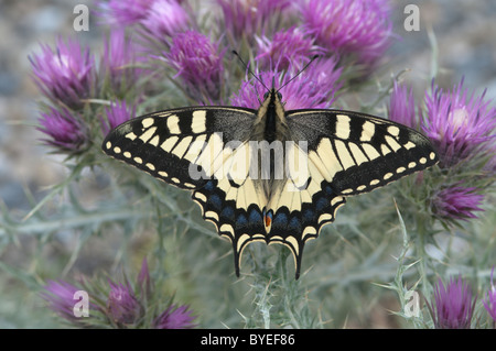 Farfalla a coda di rondine. (Papilio machaon). Cirque de Gavarnie, il pryenees. Francia. giugno. Foto Stock