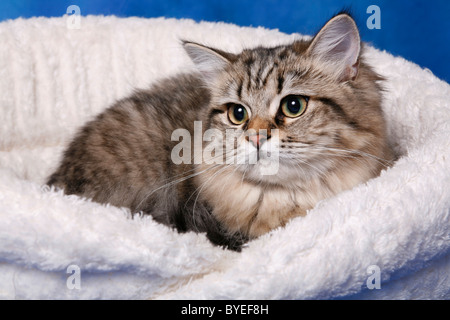 Britisch Langhaar / Highlander Foto Stock