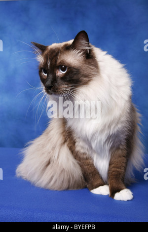 Ragdoll Foto Stock