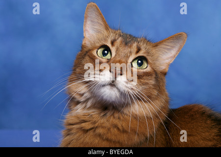 Somalo wildfarbene Foto Stock