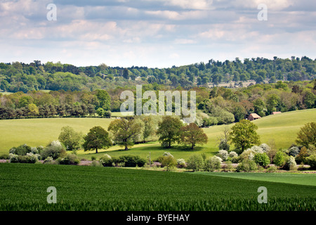 In primavera la crescita nel Sussex Foto Stock